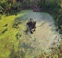 Charvil Backwater - September 2022